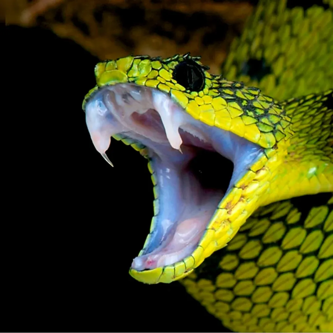 Blog-Image: Dr.PeaKORG - Das pure Gift